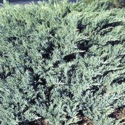 Juniperus horizontalis 'Blue Chip'