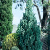 Juniperus chinensis 'Blue Point'