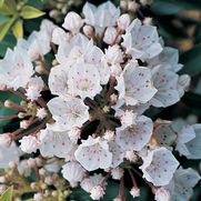 Kalmia latifolia 'Elf'