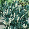 Prunus laurocerasus 'Otto Luyken'