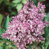 Syringa patula 'Miss Kim'