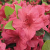 Azalea 'Girard Crimson'
