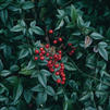 Nandina domestica 'Harbour Dwarf'
