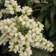 Pieris japonica 'Scarlet O'Hara'