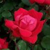 Rosa hybrid 'Radtko PP16202'