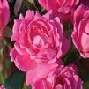 Rosa 'Radtkopink PP18507'
