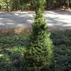 Picea glauca 'Conica'