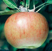 Malus domestica 'Cortland'