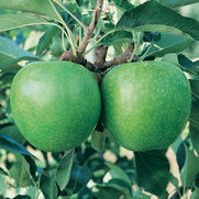 Malus domestica 'Granny Smith'