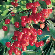 Prunus avium 'Royal Ann'