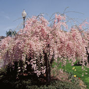 Prunus subhirtella '' Prunus subhirtella ''