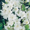 Azalea 'Girard Pleasant White'