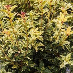 Osmanthus O. heterophyllus 'Goshiki'