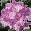 Rhododendron 'Roseum Pink'