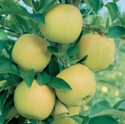 Malus domestica 'Yellow Delicious'