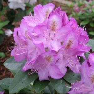 Rhododendron 'Minnetonka' Rhododendron 'Minnetonka'