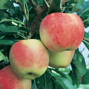 Malus domestica 'Gala' Malus domestica 'Gala'