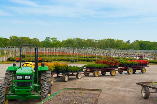 Wagons full of our beautiful plants ready to load for next day delivery.