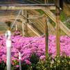 Watering a bed of Rhododendron.