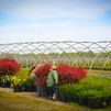 Getting our beautiful plants ready for loading at our Greenfield Farm location.