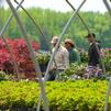 Crew pulling Rhododendrons to load for next day delivery.