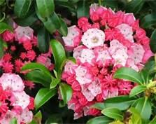 Kalmia latifolia 'Carol'