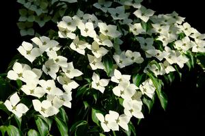 Cornus Florida 'Kousa Dogwood' - Flowering Dogwood from Historyland Nursery