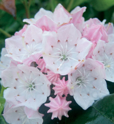 Kalmia latifolia ‘Little Linda’ Mountain Laurel from Historyland Nursery