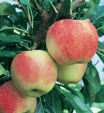 Gala Apples 🍎 (Malus Domestica) - Savoring The Good®