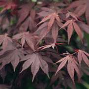 Acer palmatum 'Bloodgood'