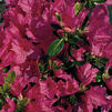 Azalea 'Girard Renee Michelle'