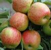 Malus domestica 'Braeburn'