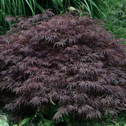 Acer palmatum dissectum 'Crimson Queen'