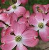Flowering Dogwood