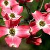 Flowering Dogwood