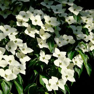 Cornus Florida 'Kousa Dogwood'
