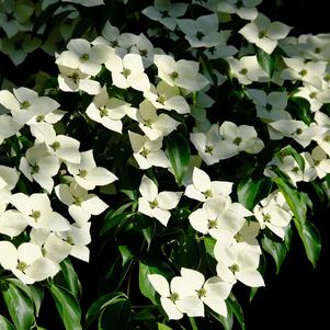 Cornus Florida 'Kousa Dogwood'