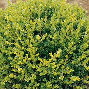 Buxus var. koreana 'Winter Gem'