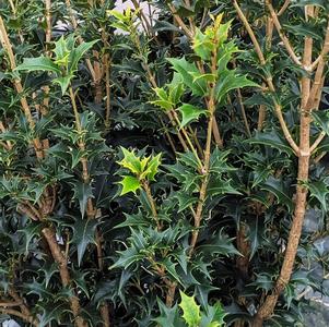 False Holly