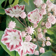 Kalmia latifolia 'Carousel'