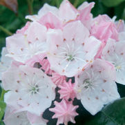 Kalmia latifolia 'Little Linda'