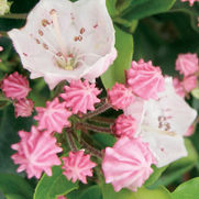 Rhododendron obtusum-enano Alpes Rose Japonesa Azalee Arabesk 15-20cm