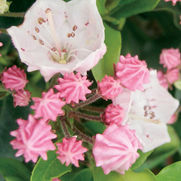 Kalmia latifolia 'Olympic Fire'