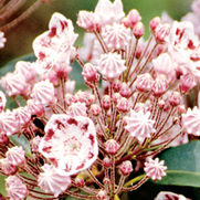 Kalmia latifolia 'Olympic Wedding'