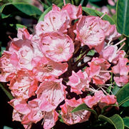 Kalmia latifolia 'Raspberry Glow'