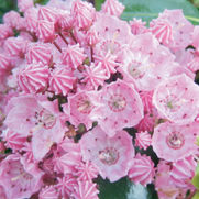 Kalmia latifolia 'Sarah'