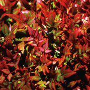 Nandina domestica ''