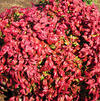 Nandina domestica 'Firepower'