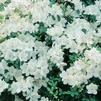 Azalea 'Delaware Valley White'