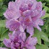 Rhododendron catawbiense 'Grandiflorum'